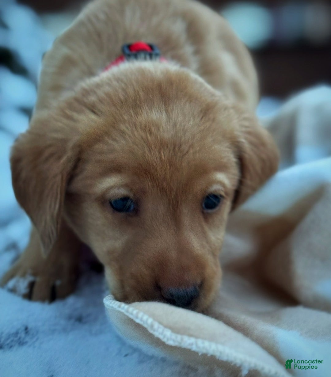 Labrador Retriever dogs for sale: Labrador Retriever Puppy 1 - Ad 7