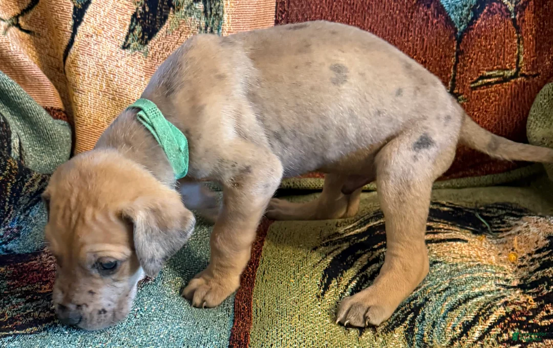 Great Dane dogs for sale: Green - Ad 1