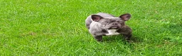 French Bulldog dogs for sale: AKC Raina - Ad 4