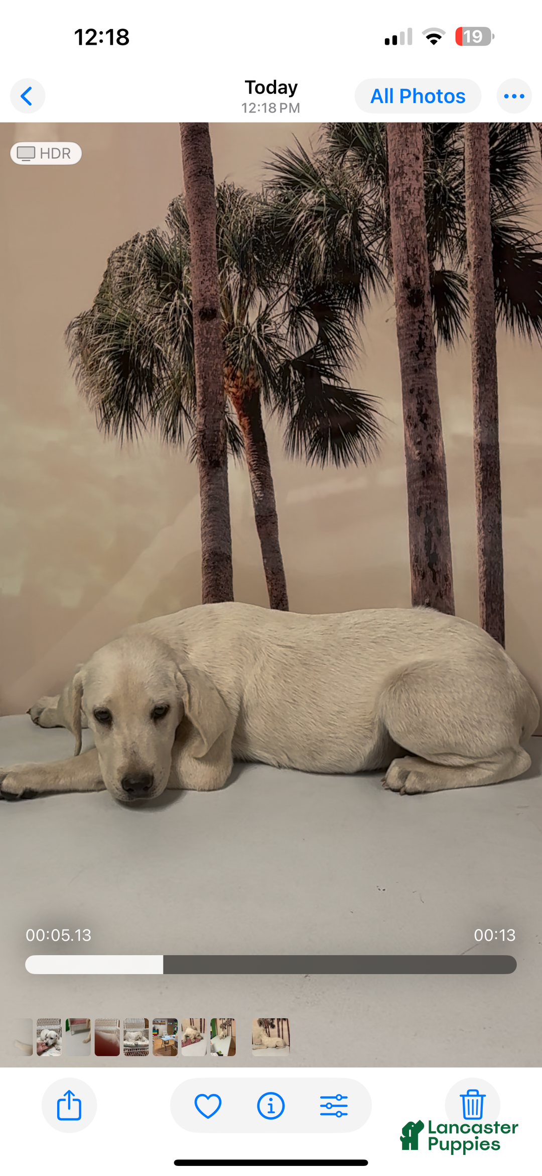 Labrador Retriever dogs for sale: Labrador Retriever Chester - Ad 45