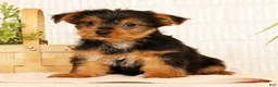 Yorkshire Terrier dogs for sale: Sammy - Ad 9