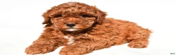 Miniature Poodle dogs for sale: Bailey - Ad 4