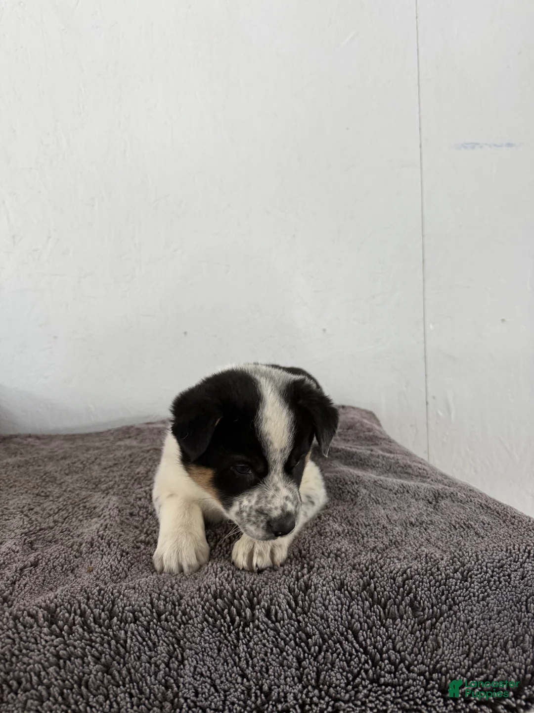 Mixed Breed dogs for sale: Oreo - Ad 15