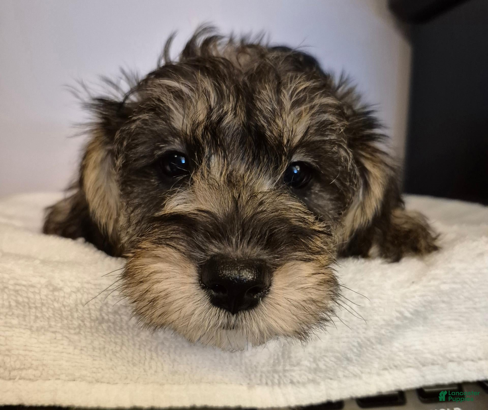 Mixed Breed dogs Mixed Breed 1 - Ad 19