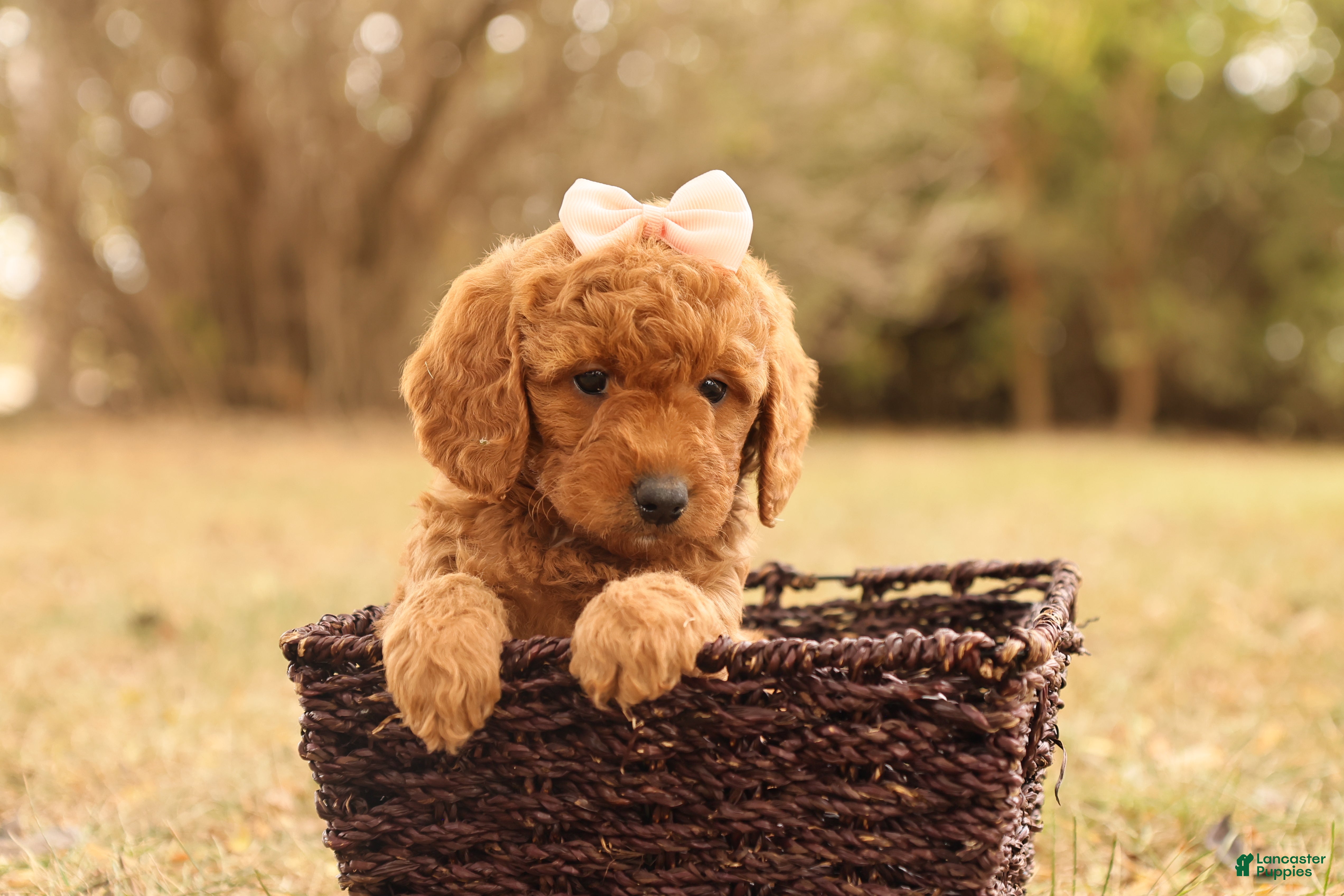 Mini Goldendoodle dogs Autumn - Ad 2