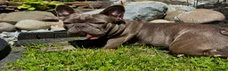 French Bulldog dogs for sale: Buffalo Bill - Ad 5