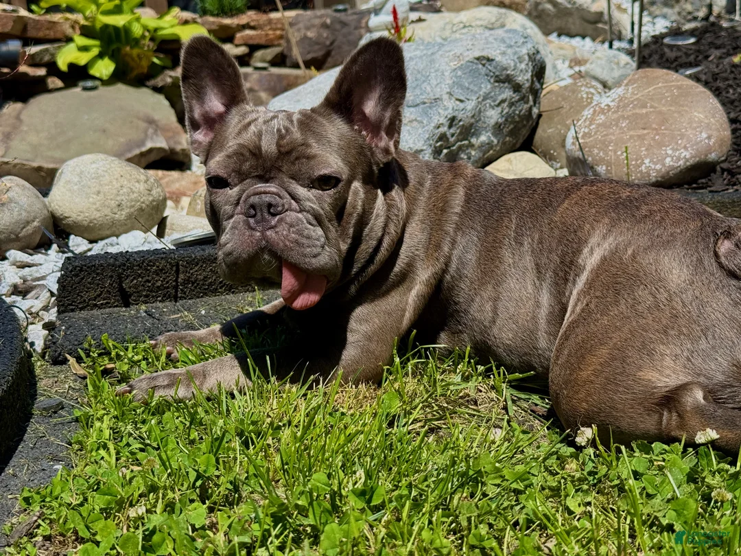 French Bulldog dogs for sale: Buffalo Bill - Ad 5