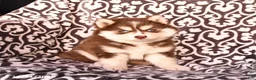 Pomsky dogs for sale: Champ  - Ad 4