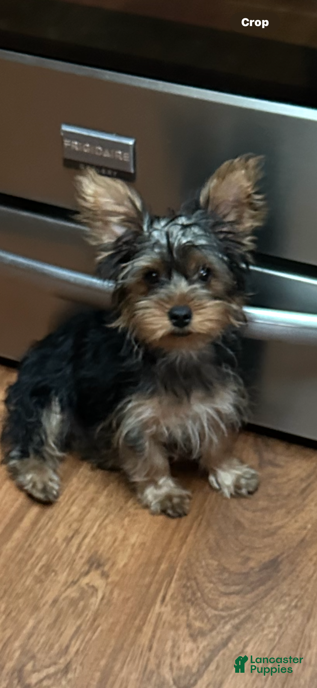 Yorkshire Terrier dogs for sale: Moes Tiny baby boy - Ad 3