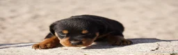 Rottweiler dogs for sale: Rott M2 - Ad 2
