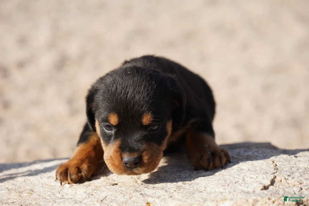Rottweiler dogs for sale: Rott M2 - Ad 2