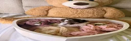 Cockapoo dogs for sale: Kylie - Ad 15