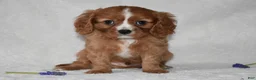 Cavalier King Charles Spaniel dogs for sale: Riley - Ad 4
