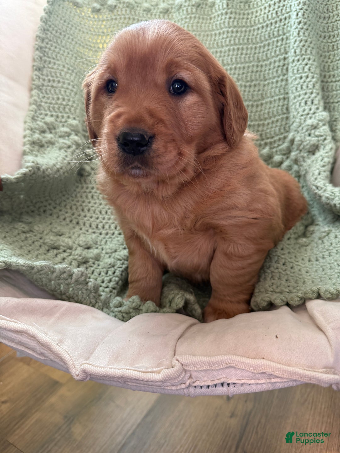 Golden Retriever dogs for sale: Summer - Ad 9