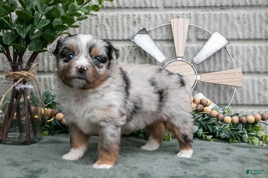 Miniature Australian Shepherd dogs for sale: Ariel - Ad 1