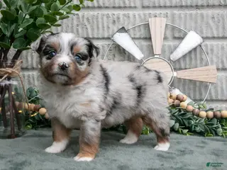 Miniature Australian Shepherd dogs Ariel - Ad 35