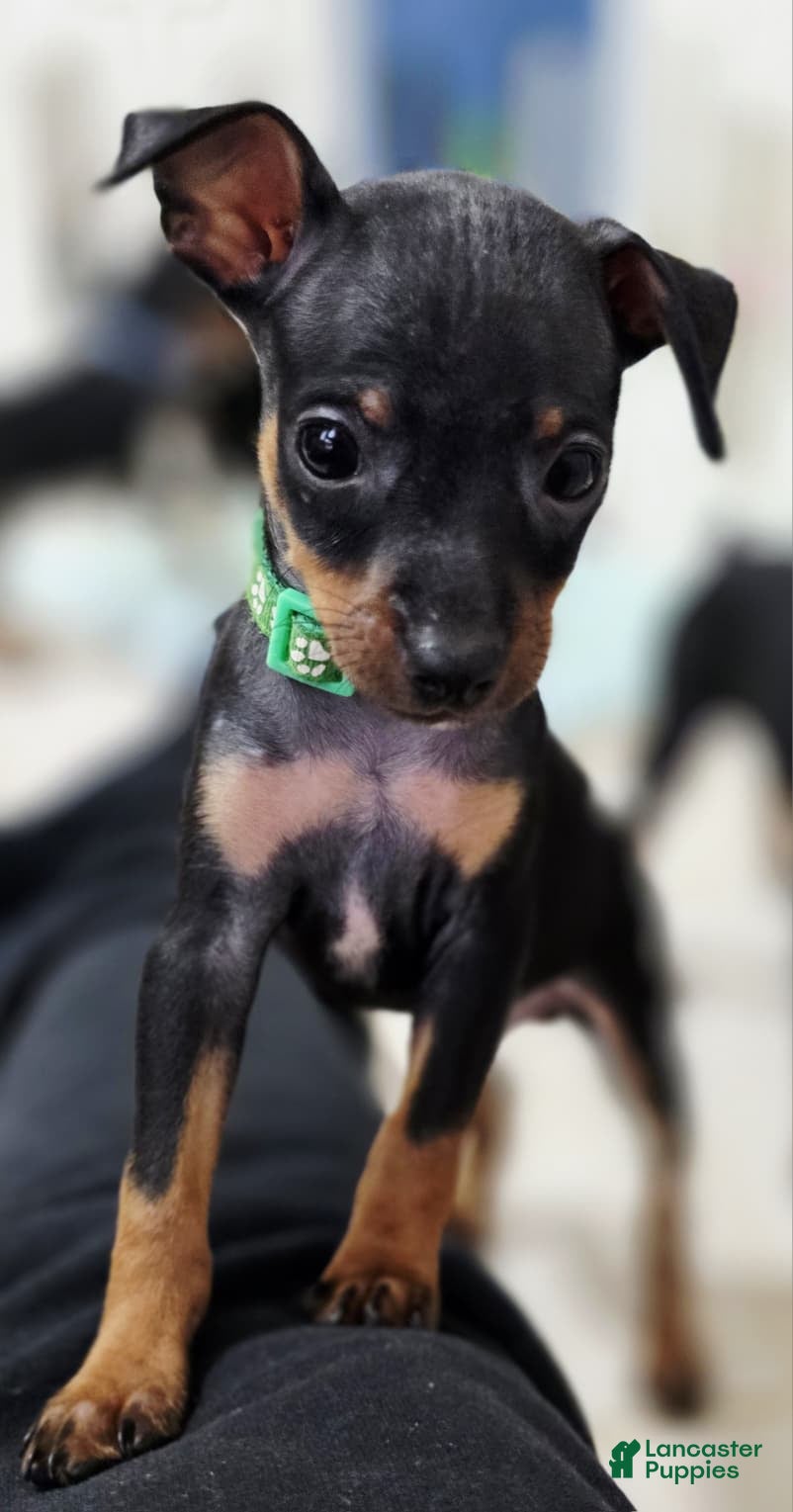 Miniature Pinscher dogs for sale: Green - Ad 2