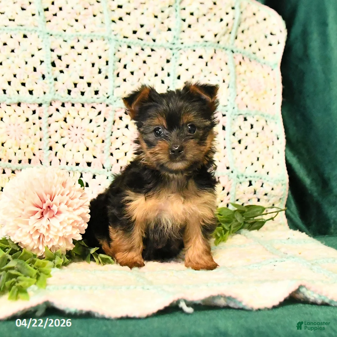 Yorkshire Terrier dogs for sale: Dahlia - Ad 3