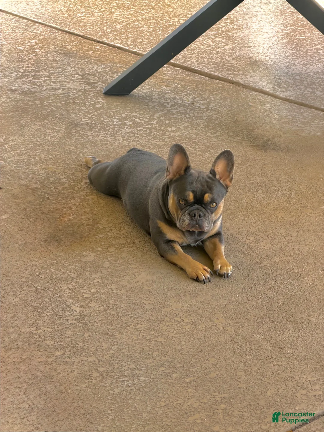French Bulldog dogs for sale: French Bulldog 3 - Ad 2