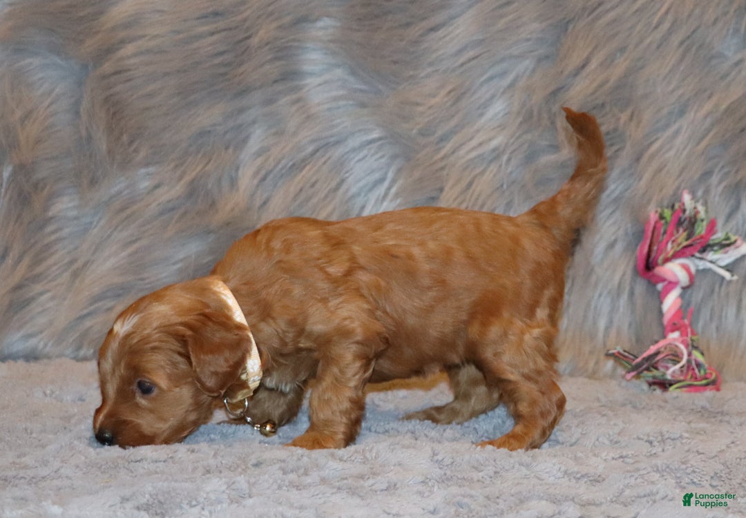 Mini Goldendoodle dogs for sale: Whitney 🌷👨‍👨‍👧‍👦💞🐕 - Ad 11