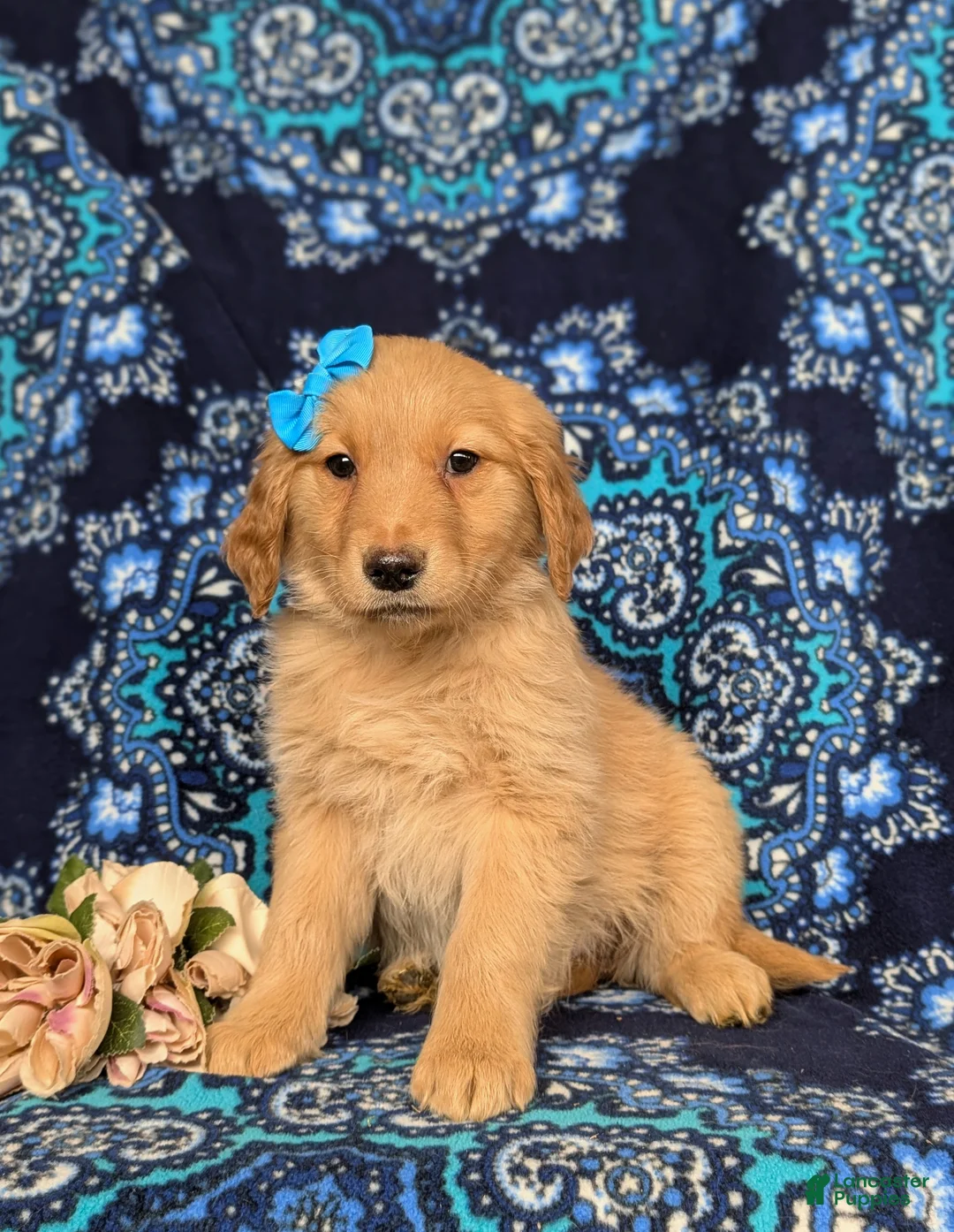Golden Retriever dogs for sale: Janee - Ad 1