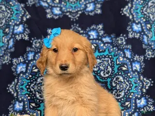 Golden Retriever dogs for sale: Janee - Ad 4