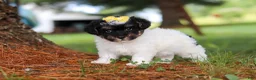 Yorkiepoo dogs for sale: Callie - Ad 5
