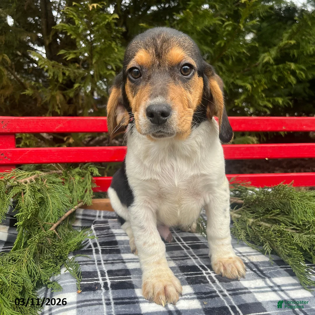 Beagle dogs for sale: Anson - Ad 1