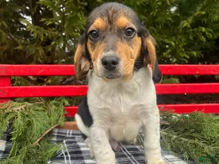 Beagle dogs for sale: Anson - Ad 2