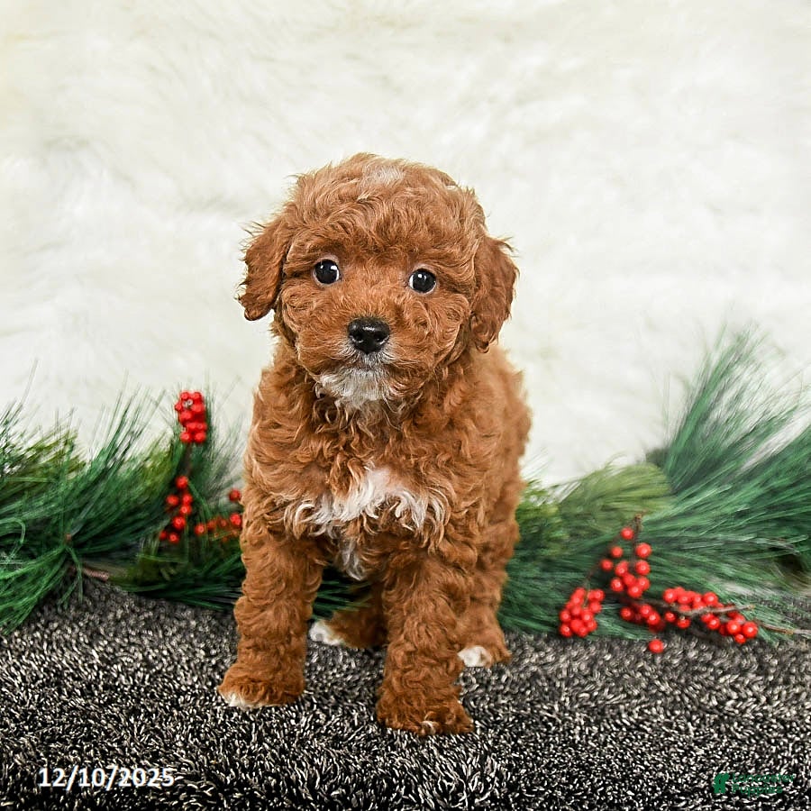 Toy Poodle dogs Noel - Ad 17