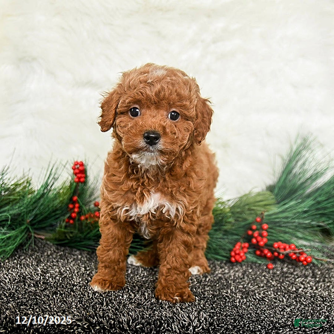Toy Poodle dogs for sale: Noel - Ad 1