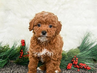 Toy Poodle dogs Noel - Ad 4