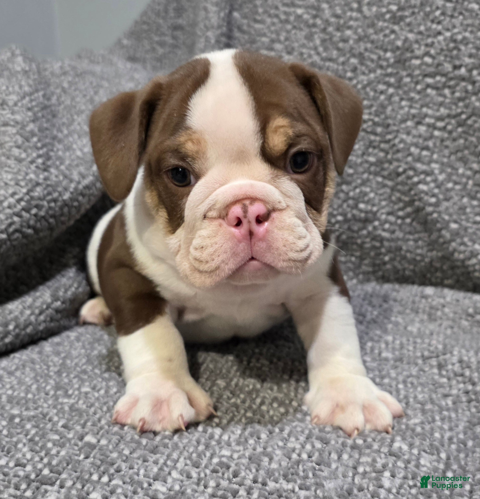 English Bulldog dogs Marcus - Ad 1