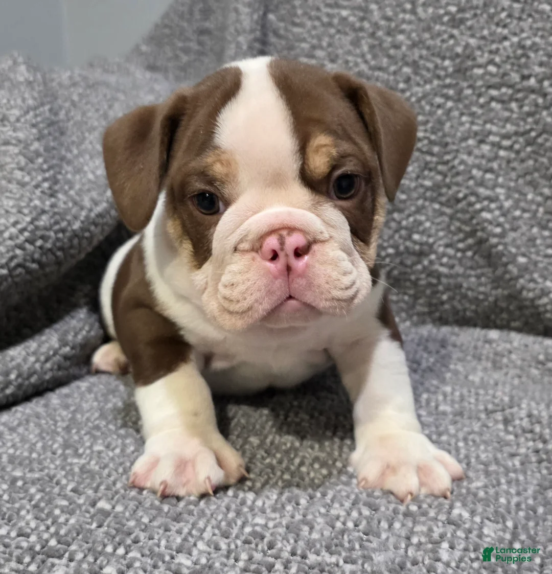 English Bulldog dogs for sale: Marcus - Ad 1