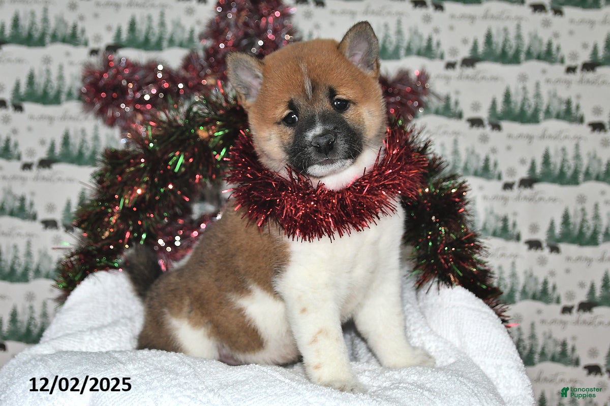 Shiba Inu dogs Suki - Ad 29