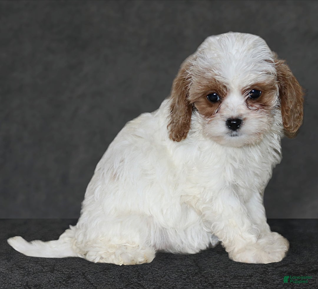 Gallery Image {{count}}