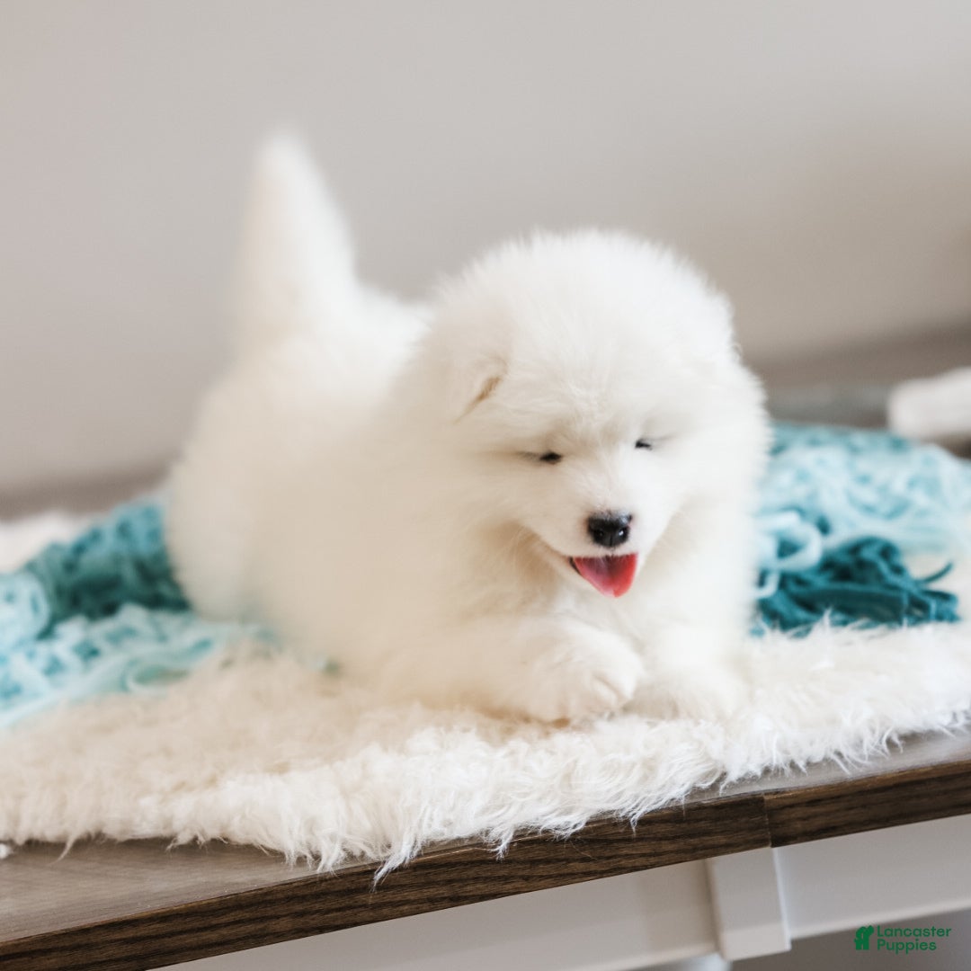 Samoyed dogs Sully - Ad 1