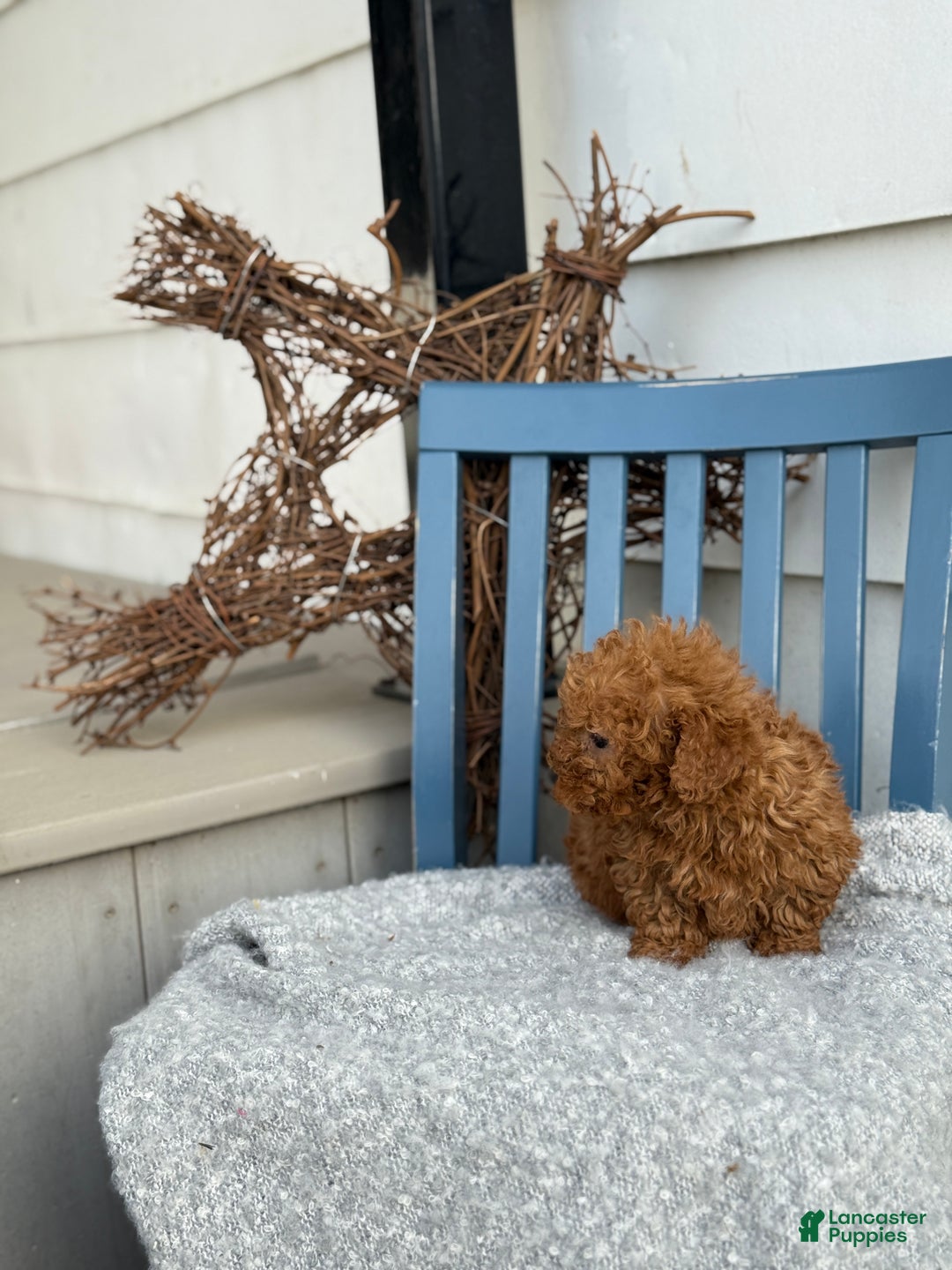 Toy Poodle dogs for sale: Otis - Ad 4