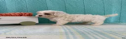 Mixed Breed dogs for sale: Mindy - Ad 2
