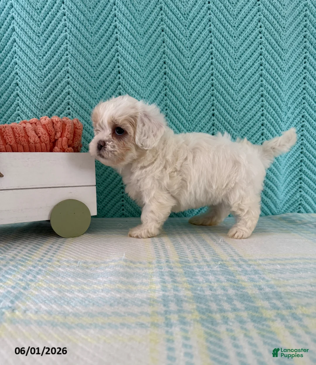 Mixed Breed dogs for sale: Mindy - Ad 2