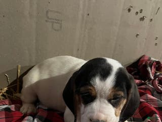 Mixed Breed dogs Snowball - Ad 37