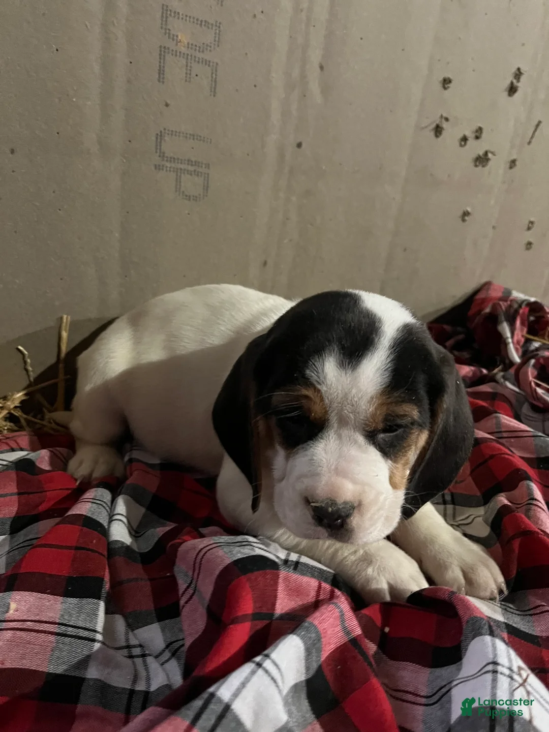 Mixed Breed dogs for sale: Snowball  - Ad 1