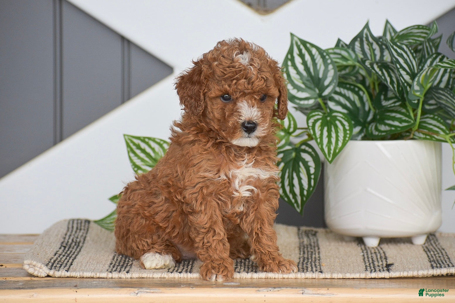 Miniature Poodle dogs for sale: Odessa - Ad 2