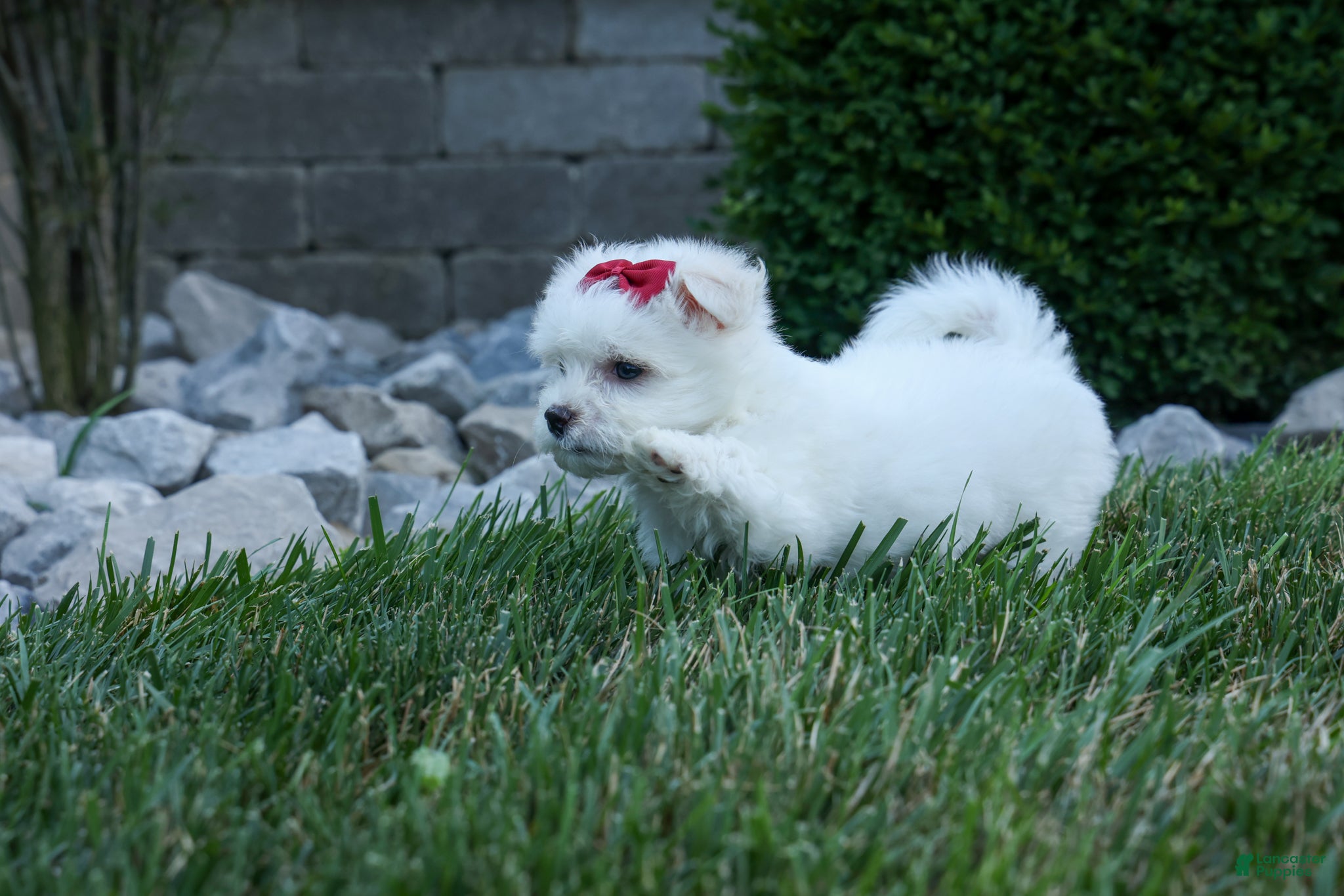 Maltese dogs OSCAR - Ad 1