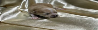 Cream w/ spotted nose female