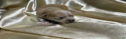 Chihuahua dogs for sale: Cream w/ spotted nose female - Ad 1