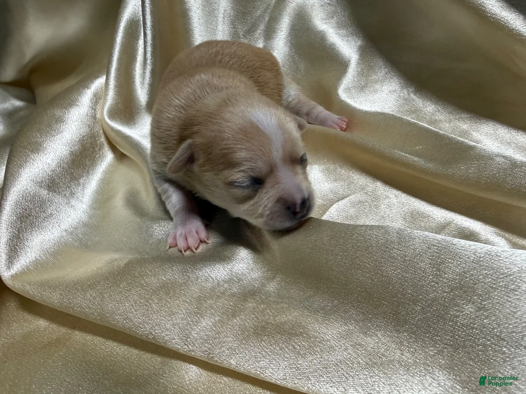 Chihuahua dogs for sale: Cream w/ spotted nose female - Ad 1