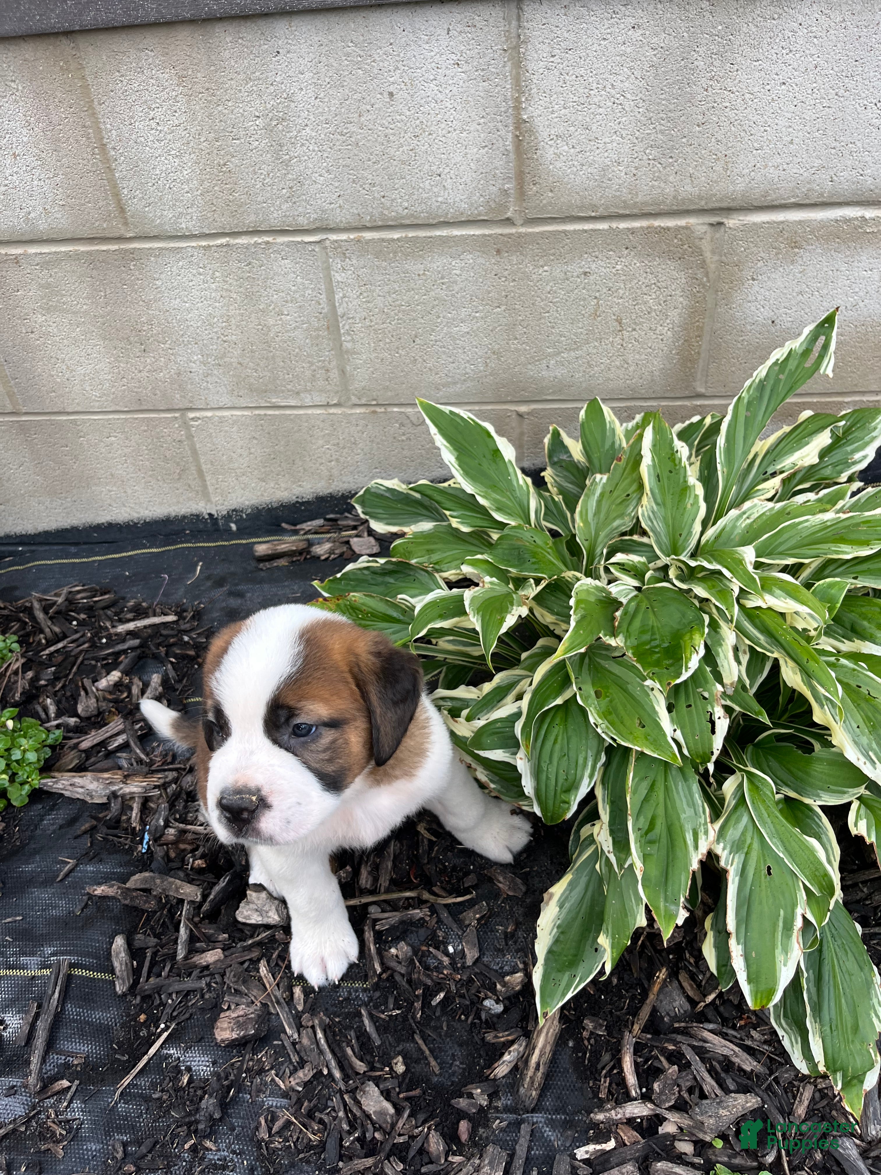 Saint Bernard dogs Saint Bernard 4 - Ad 1