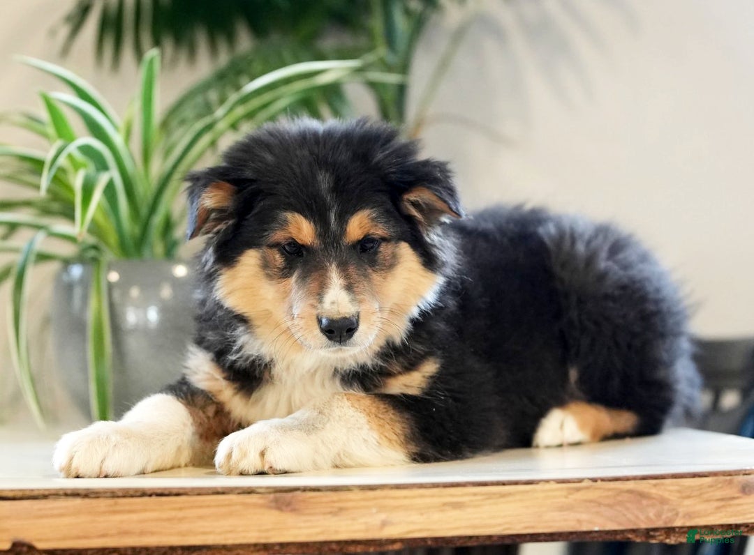 Australian Shepherd dogs for sale: Sarge - Ad 4