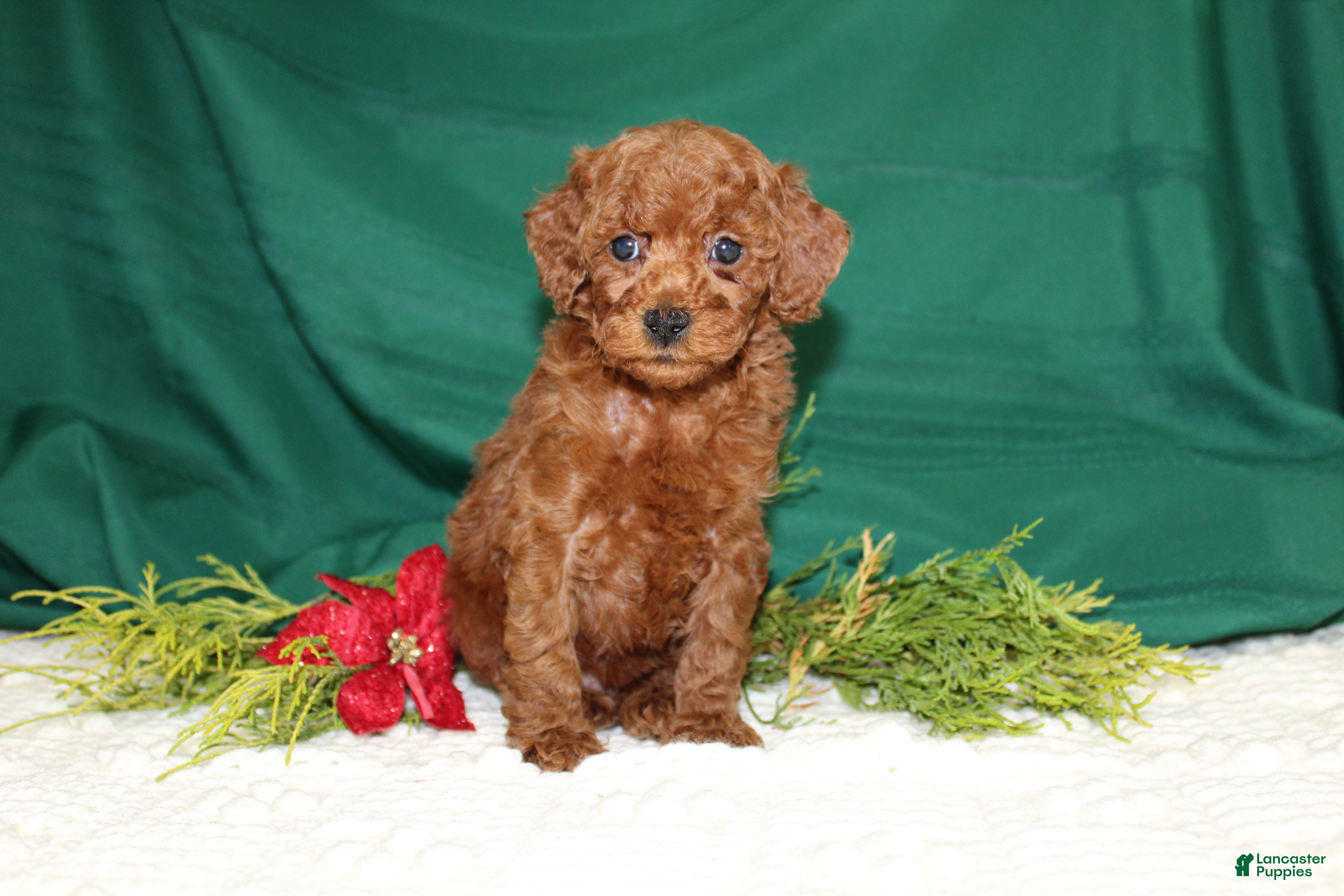 Miniature Poodle Puppies for sale in Pennsylvania Lancaster Puppies